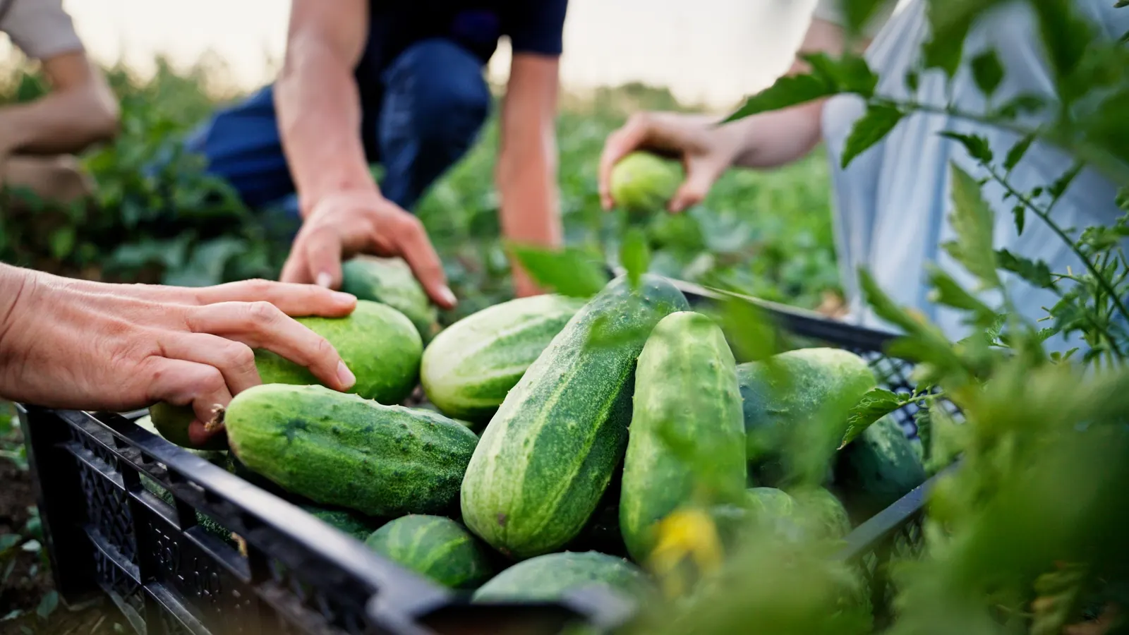 The program starts in the soil